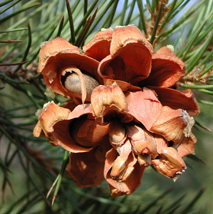 Pinyon Pine Cone (Pinus edulis) essential oil