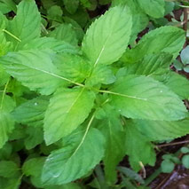 Bergamot Mint Hydrosol (Wildcrafted)