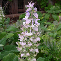 Sagebrush hydrosol (Wildcrafted)