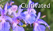 Essential oils from Sedona and the Verde Valley, Arizona